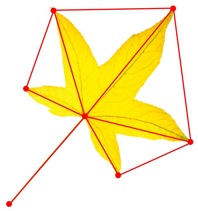 leaf-morphometrics-geometry