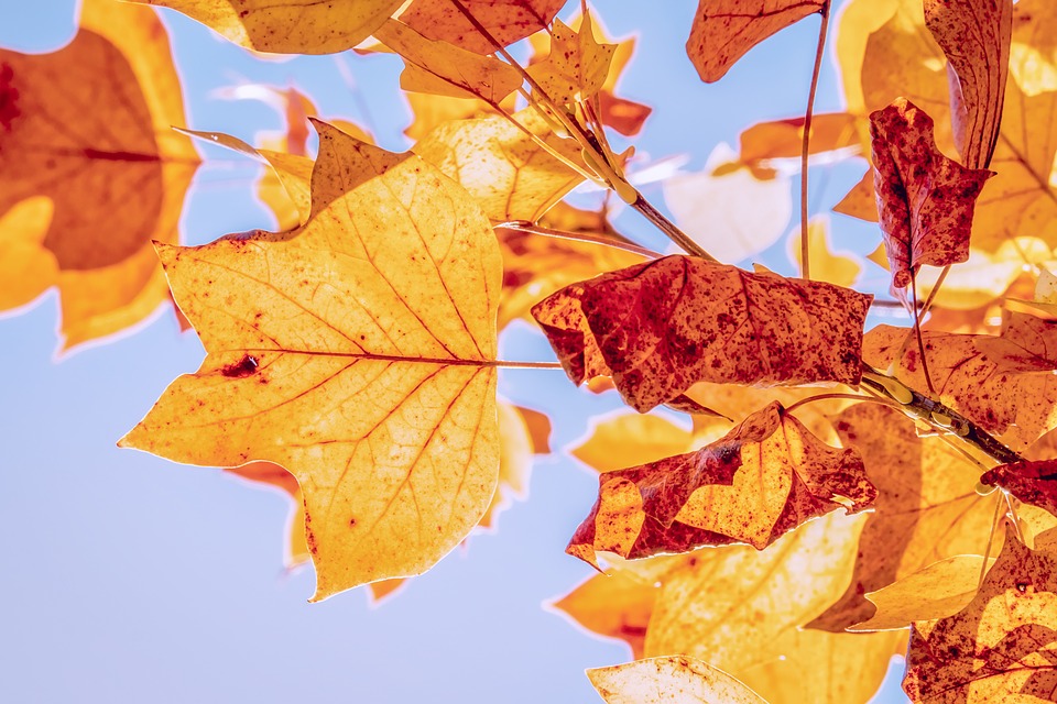 fall-equinox-leaves fall-equinox-leaves