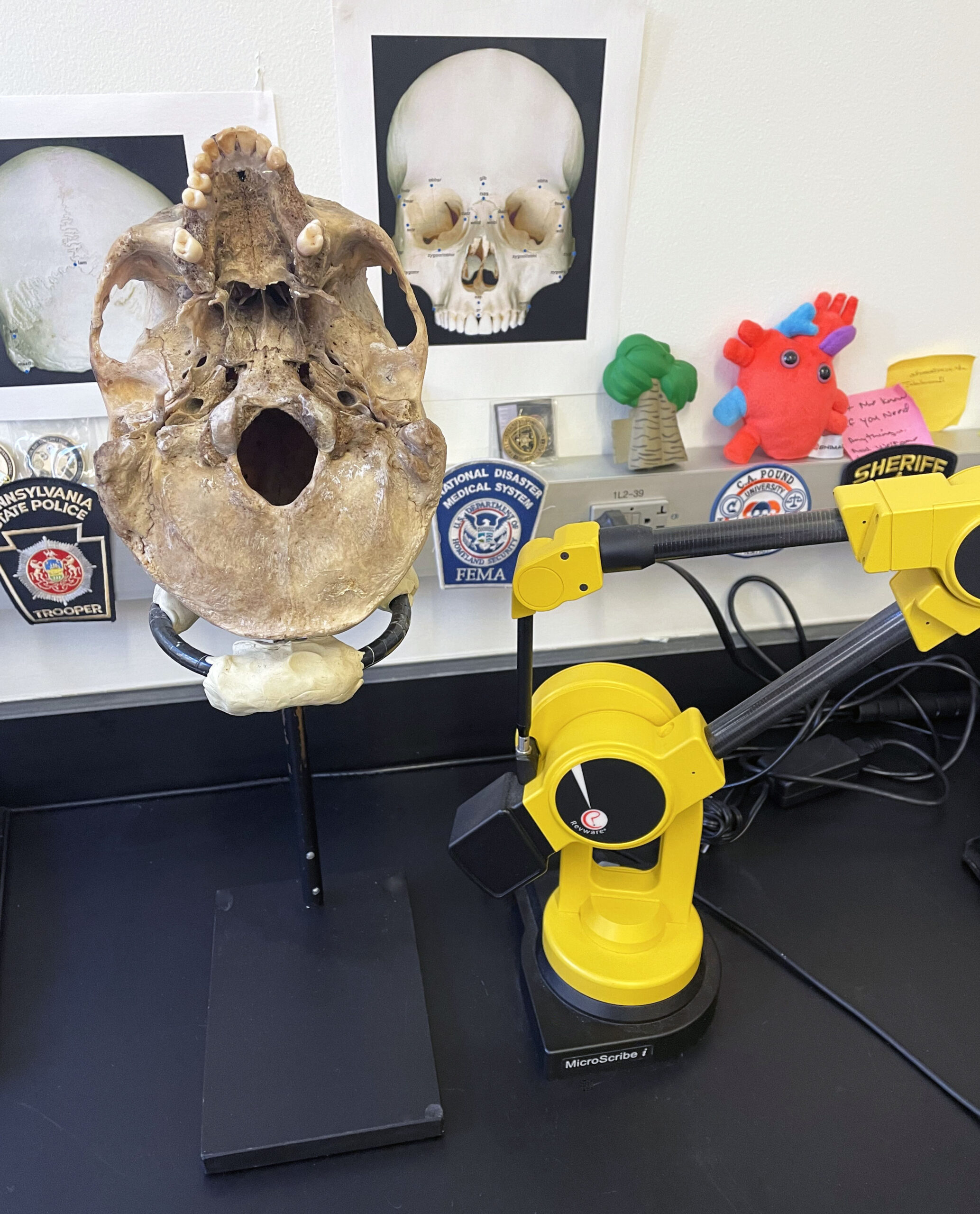 Skull on stand with MicroScribe Portable CMM
