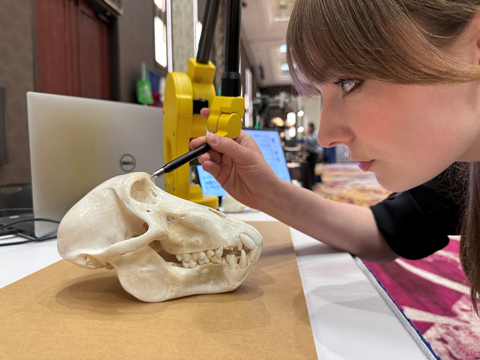 A researcher digitizing a primate cranium with a yellow MicroScribe arm.